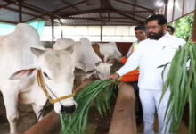 महाराष्ट्र सरकार का बड़ा फैसला, स्वदेशी गाय को अब राजमाता-गौमाता का दर्जा