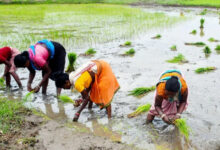 प्रधानमंत्री श्री मोदी ने किसानों के लिए 7 नई कृषि परियोजनाओं को दी मंजूरी